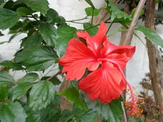 花的，植物，自然，开花，花瓣