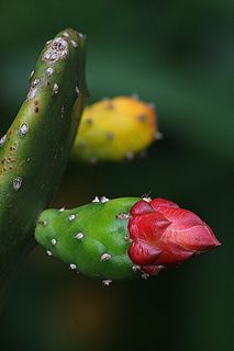 仙人掌，植物，自然，开花，花瓣