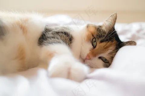 猫,布偶猫,挪威森林猫,小狗,三色猫,躺在床上的猫的肖像 猫,布偶猫,挪威森林猫,小狗,三色猫,躺在床上的猫的肖像