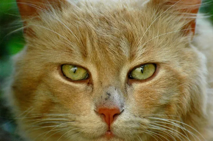 猫，猫的，猫的眼睛，动物，猫的脸