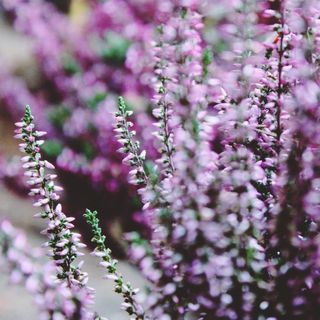 海登，Retama，埃里卡，紫色，植物，性质，鲜花