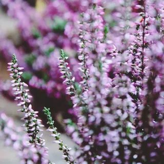 海登，Retama，埃里卡，紫色，植物，性质，鲜花