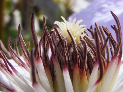 花，雄蕊，性质，植物，开花，花瓣，花的