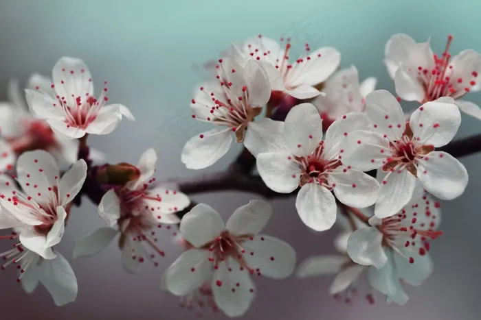 开花，花瓣，红色，春天，性质，花，盛开