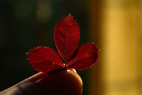 纹理，性质，叶子，橙色，秋季