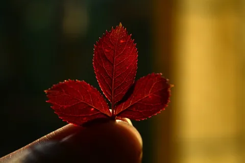 纹理，性质，叶子，橙色，秋季