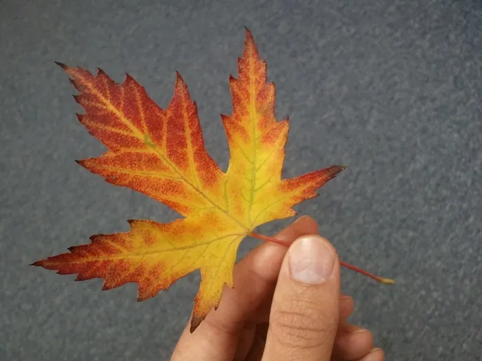 叶子，手，秋，黄色，红色，橙色，叶子