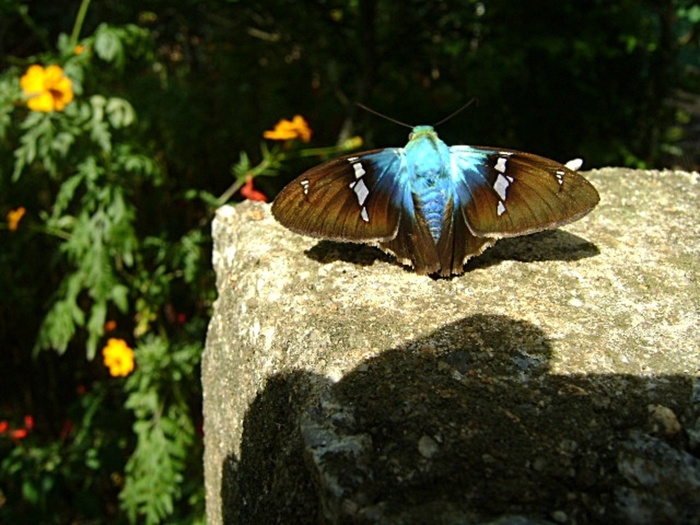 蝴蝶，蓝色，昆虫，花，黄色，石头，性质