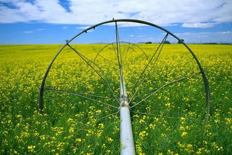 双低油菜籽，字段，鲜花，黄色，浇水，天空，景区