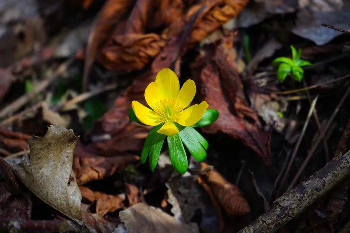 冬季，花，开花，黄色