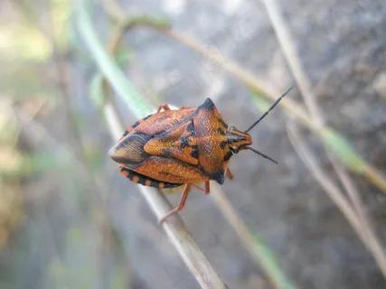 虫子，昆虫，动物，自然