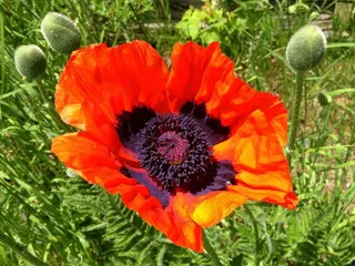 罂粟，花，红色，绿色，黑色，自然，美丽