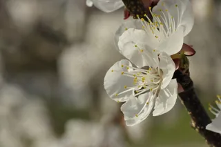 樱花，杏花，白花