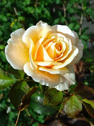 玫瑰，黄色，花，开花，性质，植物