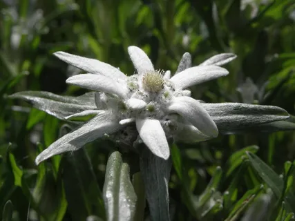 雪绒花,花,奥地利 雪绒花,花,奥地利