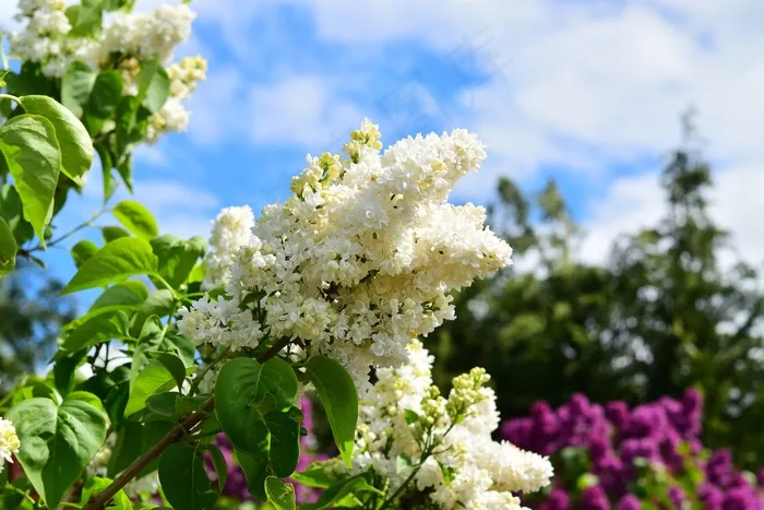 白丁香，白，丁香，鲜花，布什，花园