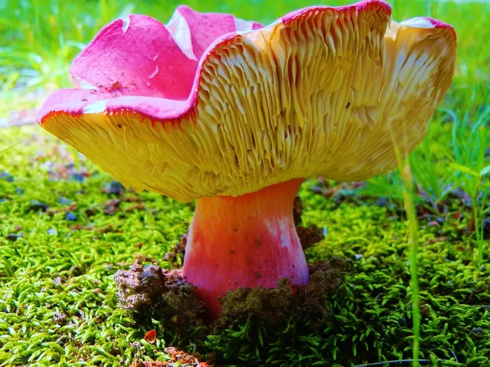 蘑菇，自然，自然，植物，绿色，户外