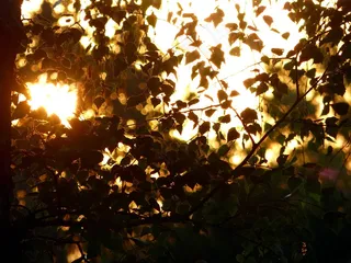 叶子，树木，日出，天空，太阳，早晨