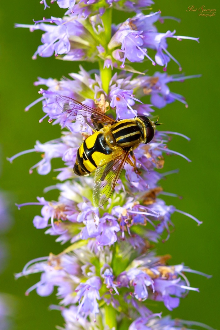 宏，Bug，性质，关闭，黄色，花卉，黄蜂，蜜蜂