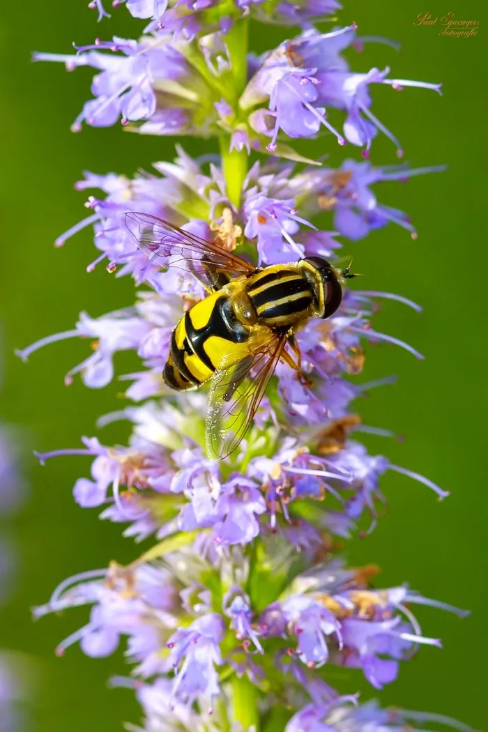 宏，Bug，性质，关闭，黄色，花卉，黄蜂，蜜蜂