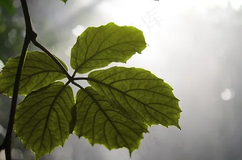 叶,叶子,多彩,绿色,宏,自然 叶,叶子,多彩,绿色,宏,自然
