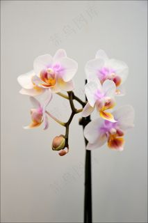 花，室内，装饰，花的，植物，自然