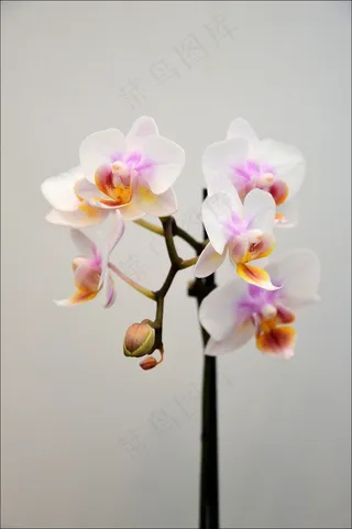 花，室内，装饰，花的，植物，自然