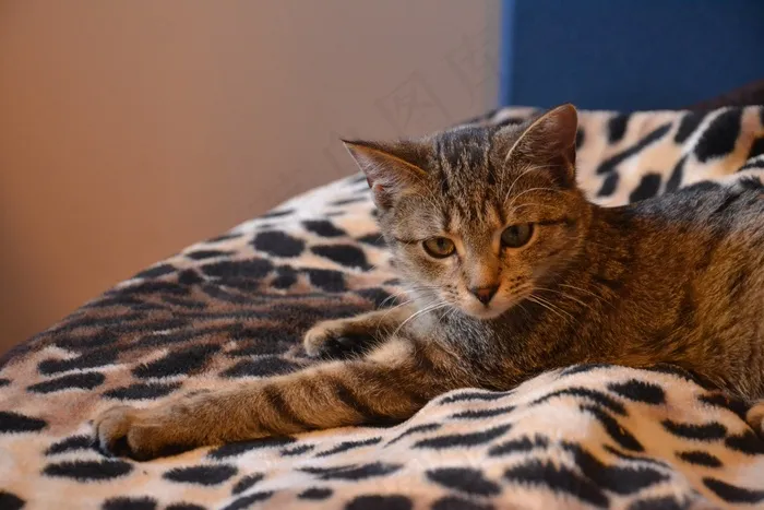 猫，小猫，动物，宠物，毛皮，动物，迷人