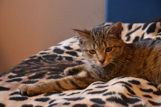 猫，小猫，动物，宠物，毛皮，动物，迷人