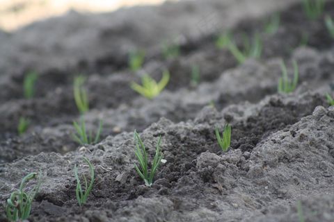 春天，自然，洋葱