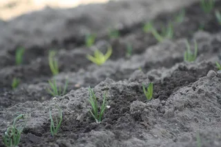 春天，自然，洋葱