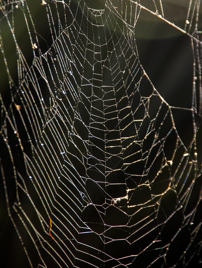 网络，蜘蛛，陷阱，纠结，野生，澳大利亚