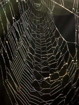 网络，蜘蛛，陷阱，纠结，野生，澳大利亚