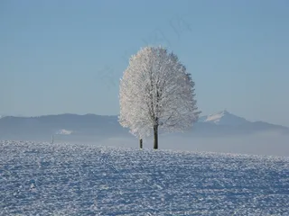 冰雪,树,天空,山峦,虫子,在冬天的田野中的树
