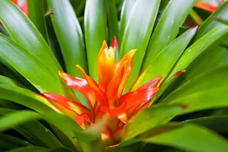 凤梨科，Guzmania，异国情调，开花，盛开，自然