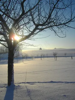 苹果树,冬天,雪,寒冷,太阳,雪景 苹果树,冬天,雪,寒冷,太阳,雪景