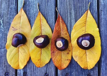 秋天，秋天，叶子，季节，叶子