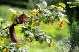 松鼠，叶子，动物