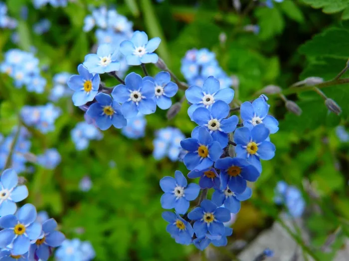 勿忘我，花，草地，野花，开花