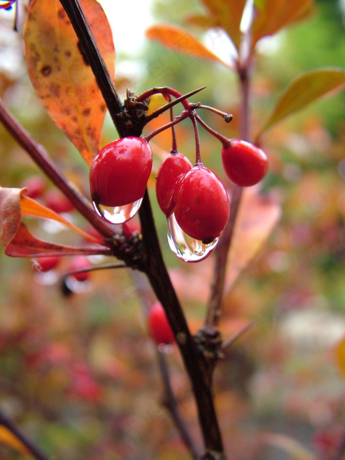 秋季，浆果，植物，湿，雨