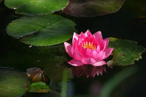 睡莲,花园池塘,水,玫瑰 睡莲,花园池塘,水,玫瑰