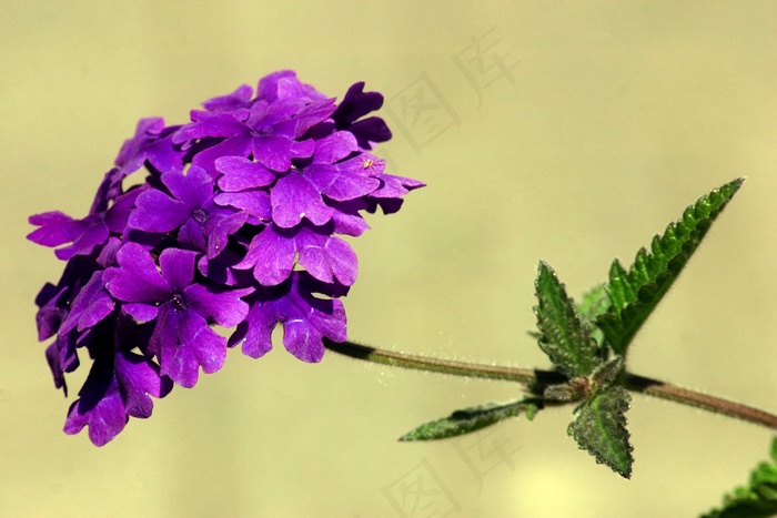 花，花卉园，宏，观赏花，紫