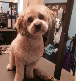 2014/11/14 -Cockapoo