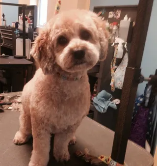 2014/11/14 -Cockapoo