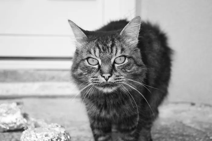 猫，小猫，汤姆猫