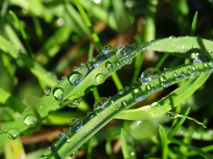 Morgentau,雨滴,露水,露珠,滴灌,绿色,叶子 Morgentau,雨滴,露水,露珠,滴灌,绿色,叶子