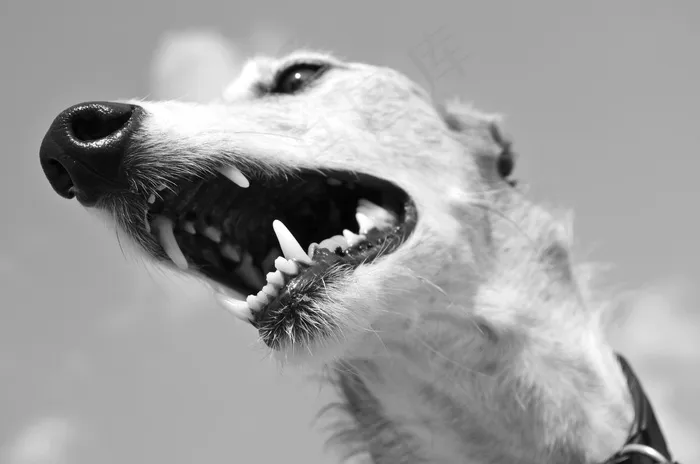 狗，动物，灵缇犬，西班牙灵缇犬，鼻子，牙