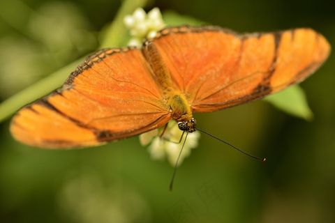 蝴蝶,昆虫,蝴蝶,虫子,翅膀,虫子 蝴蝶,昆虫,蝴蝶,虫子,翅膀,虫子