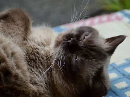 猫，英国短毛猫，Mieze，纯种，亲爱的，毛皮