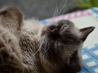 猫，英国短毛猫，Mieze，纯种，亲爱的，毛皮